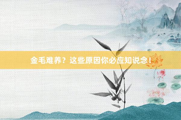 金毛难养？这些原因你必应知说念！